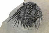 Spiny Leonaspis Trilobite - Amazing Flying Preparation #245565-4